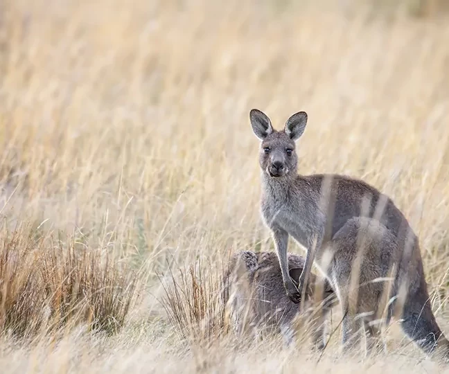 Australië