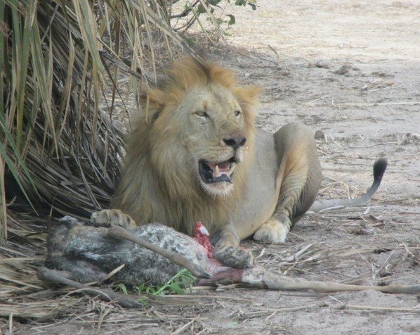 Mannelijke leeuw met prooi in Kruger National Park