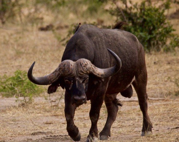 Safari in Kruger National Park