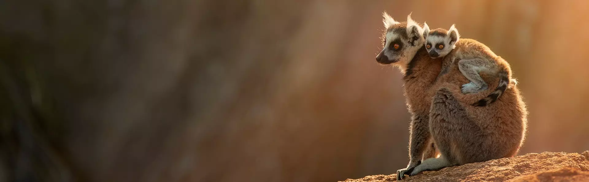 Ringstaartmaki in het Anja Reservaat in Madagaskar