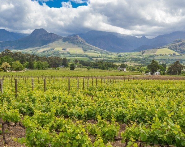 Wijnstokken in Franschhoek