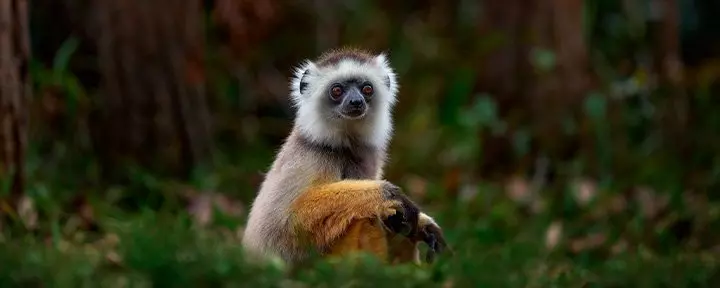 Sifika lemuur in Nationaal Park Andisabe-Mantadia in Madagaskar