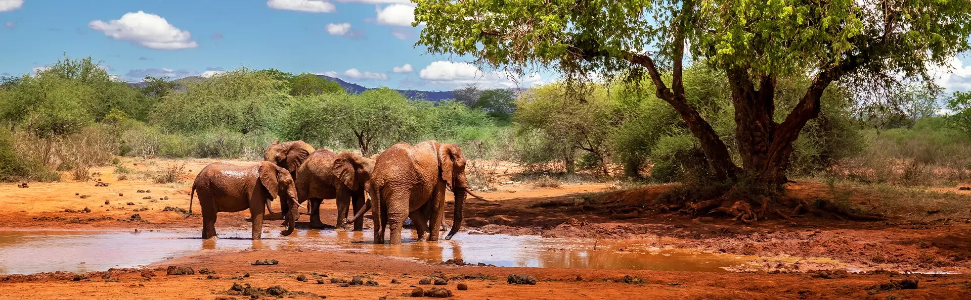 Olifanten bij een waterpoel in Tsavo Nationaal Park, Kenia