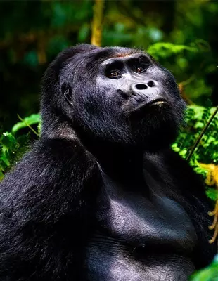 Gorilla in Bwindi Impenetrable Forest, Oeganda