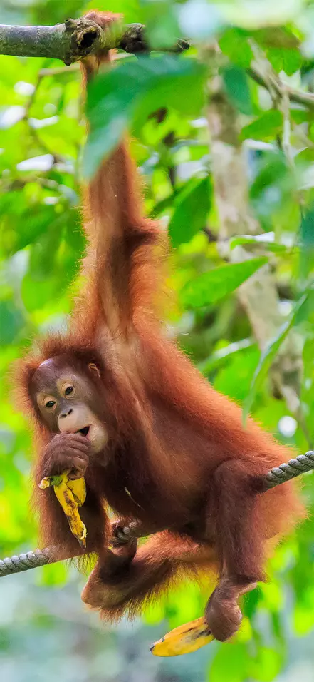 Orang-oetan hangt aan een boom in een bos op Sumatra in Indonesië