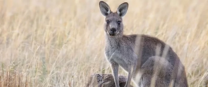 Australië