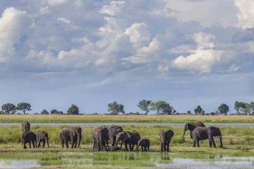 Olifanten in Nationaal park Chobe