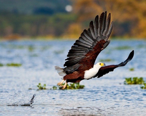 Adelaar bij Lake Naivasha