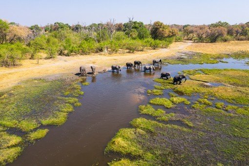 Olifanten in de Okavango-delta