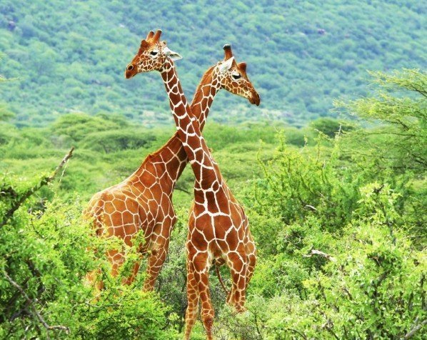 Netgiraffen in nationaal park Samburu