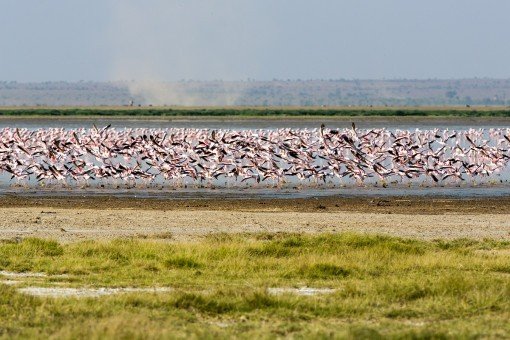 Flamingo’s bij Lake Manyara