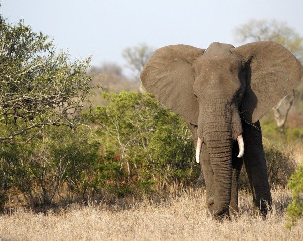 Olifant en jongen in Krugerpark