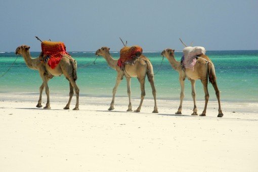 Dromedarissen op het strand van Mombasa
