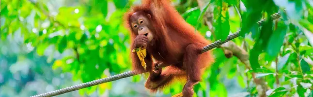 Orang-oetan in de bomen op het eiland Sumatra