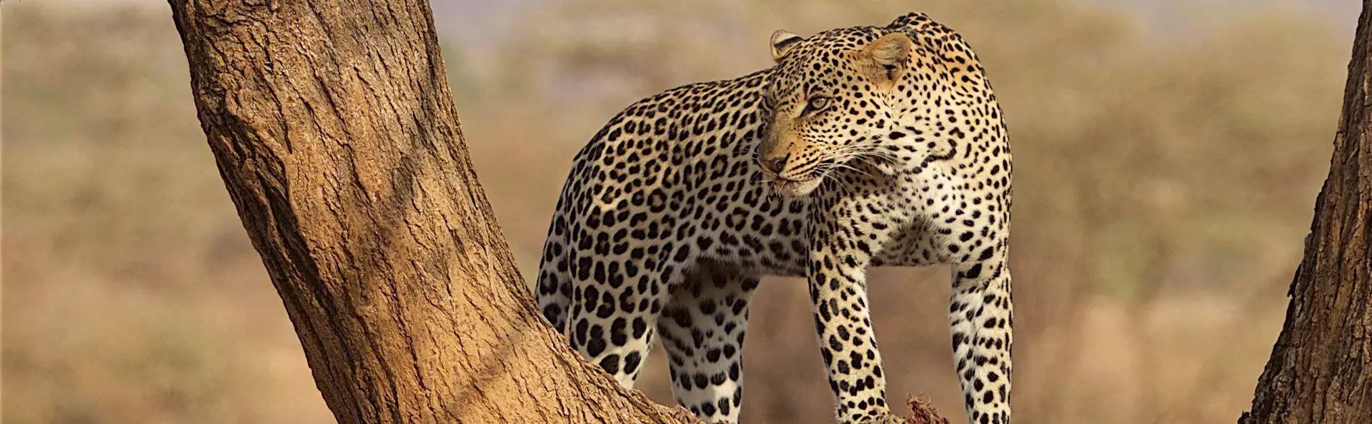 Een luipaard in een boom in Samburu in Kenia