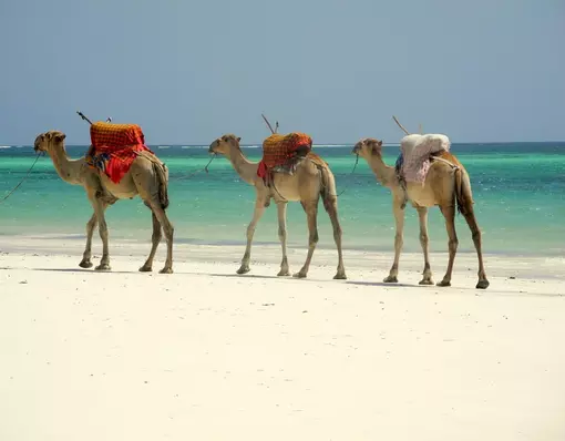 Dromedarissen op het strand van Mombasa
