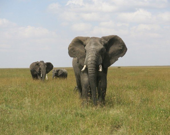 Olifanten in nationaal park Serengeti