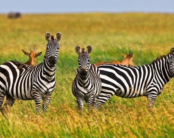 Zebra's in nationaal park Serengeti