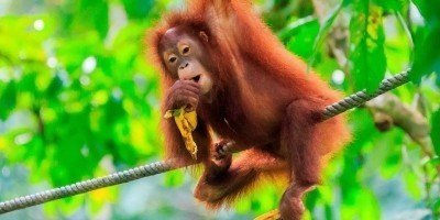 Orang-oetan in de bomen op het eiland Sumatra