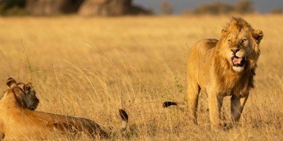 Leeuw en leeuwin op de Serengeti