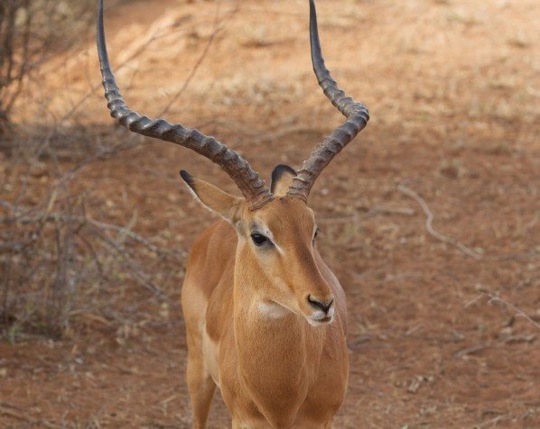 Impala in nationaal park Samburu