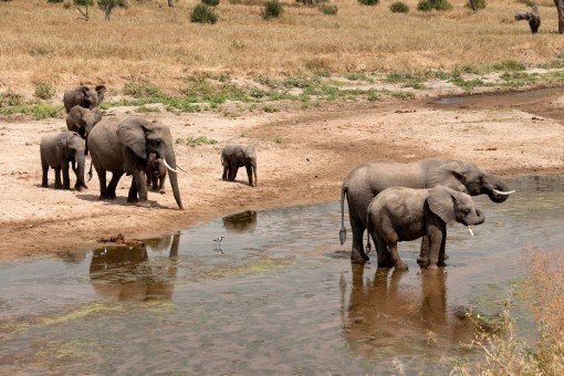 Olifanten in Nationaal park Tarangire