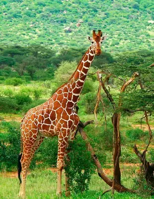 Giraffe in een groene omgeving in Samburu National Park in Kenia
