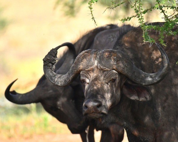 Buffel in Serengeti, een van 'The Big Five'