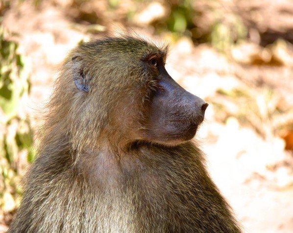 Bavianen in nationaal park Lake Manyara