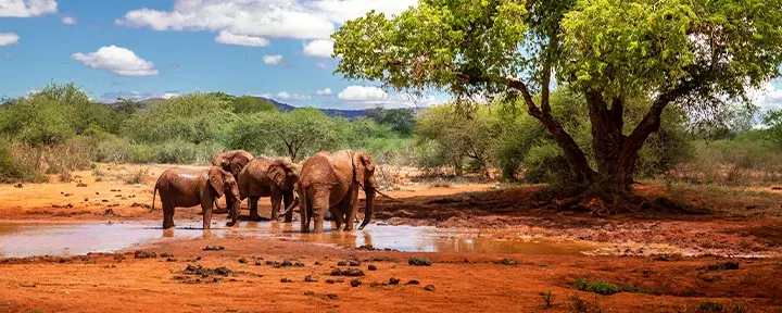 Olifanten bij een waterpoel in Tsavo Nationaal Park, Kenia
