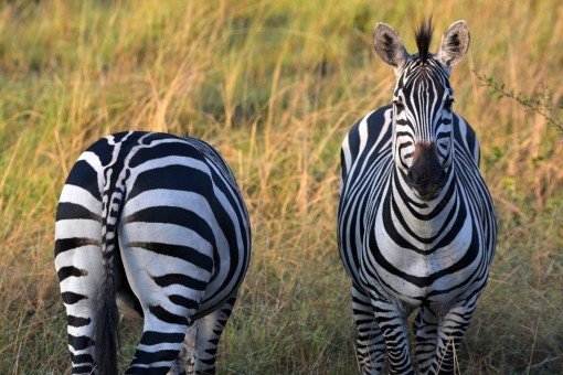 Twee zebra-vrienden in Lake Mburo nationaal park