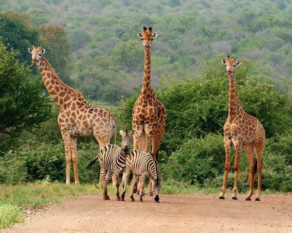 Kijk eens hoe lang giraffen eigenlijk zijn - Krugerpark