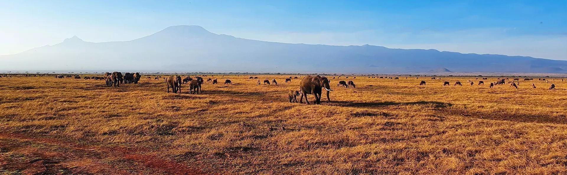 Olifanten op een rij in Amboseli met de Kilimanjaro op de achtergrond