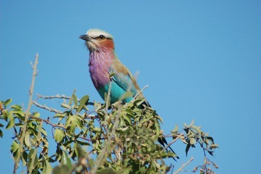 Maak de scharrelaar mee in Nationaal park Chobe