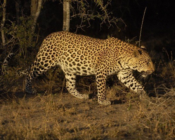 Spotlight safari i Kruger Nationalpark