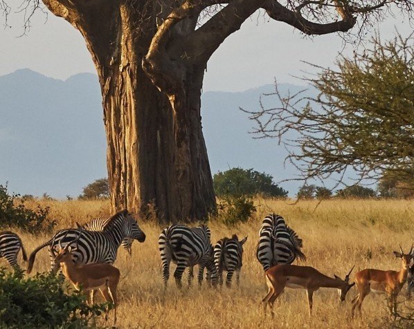 Safari in nationaal park Tarangire