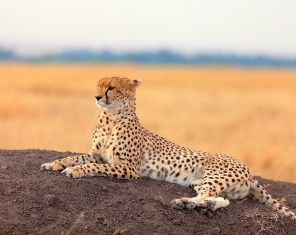 Gepard i Masai Mara