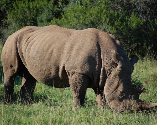 Witte neushoorn in Krugerpark