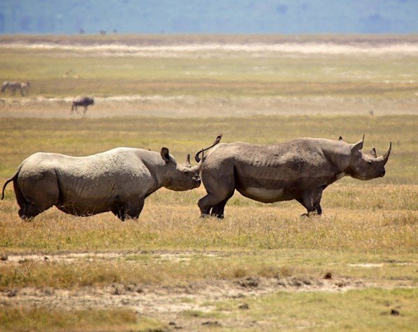 Zwarte neushoorns in Ngorongoro