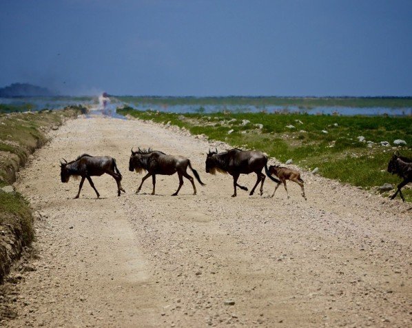 Gnoes in Nationaal Park Serengeti