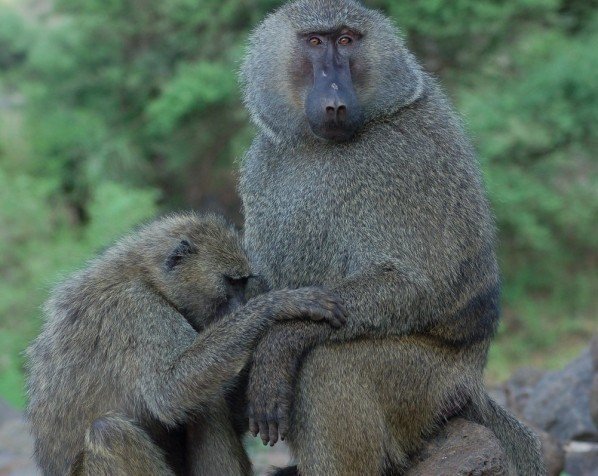 Bavianen in nationaal park Lake Manyara
