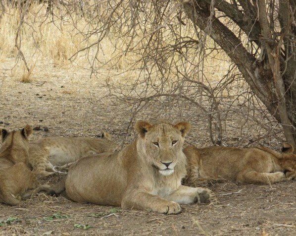 Safari in nationaal park Tarangire