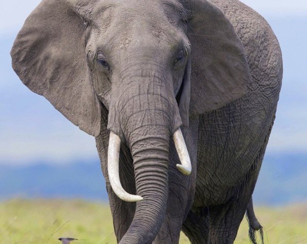 Masai Mara