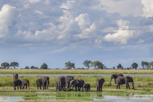 Olifanten in Nationaal park Chobe