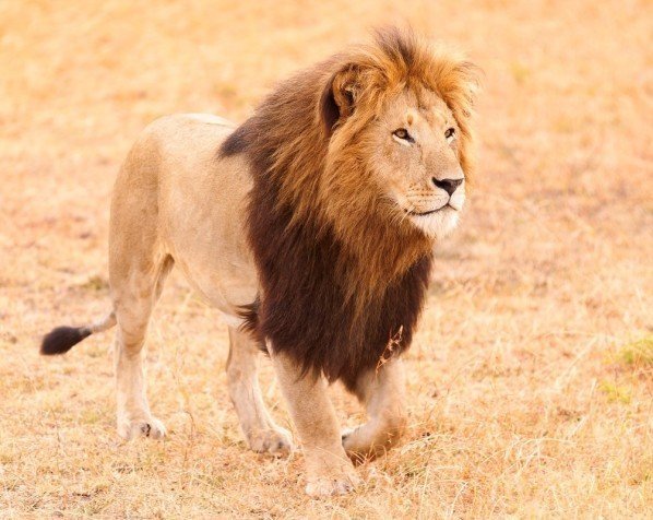 Leeuw in de Masai Mara