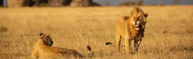 Leeuw en leeuwin op de Serengeti