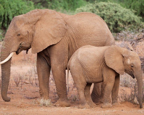 Olifant en jongen in nationaal park Samburu