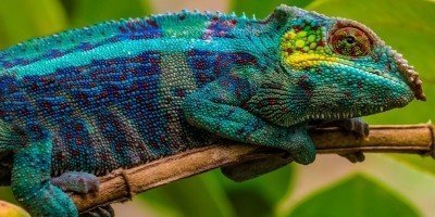 Kameleon in het Nationaal Park Andasibe in Madagaskar