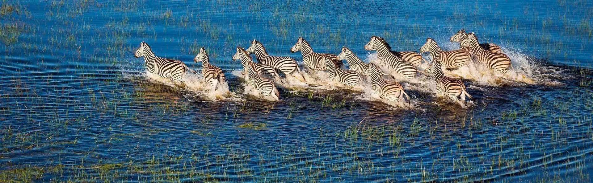 Zebra's in de Okavango Delta in Botswana