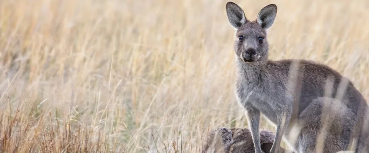 Australië